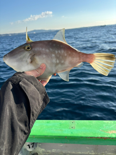 ウマヅラハギの釣果