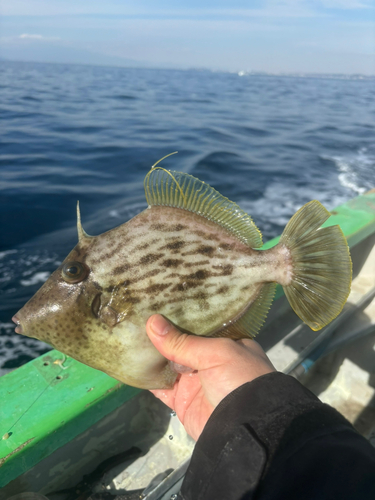 カワハギの釣果