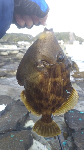 カワハギの釣果