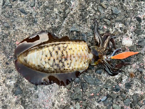 アオリイカの釣果