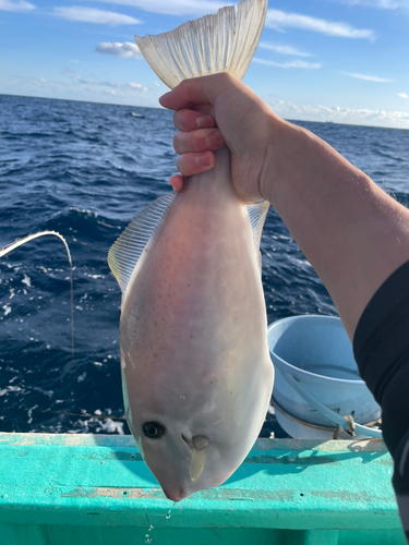 ウスバハギの釣果