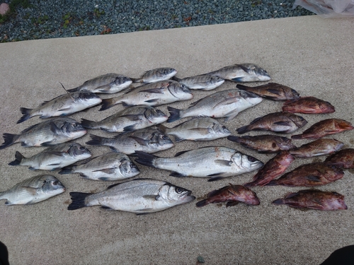 シーバスの釣果