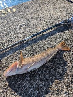 アイナメの釣果