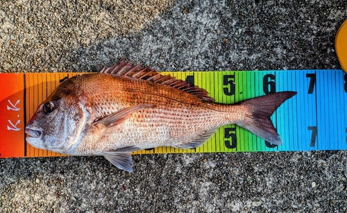 マダイの釣果