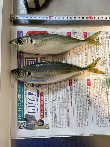 アジの釣果