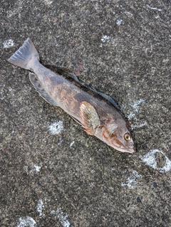 アイナメの釣果