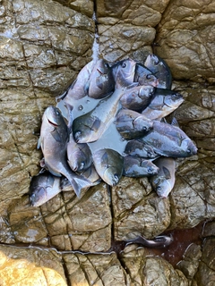 クロメジナの釣果