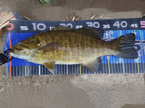 スモールマウスバスの釣果