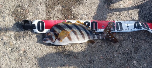 タカノハダイの釣果