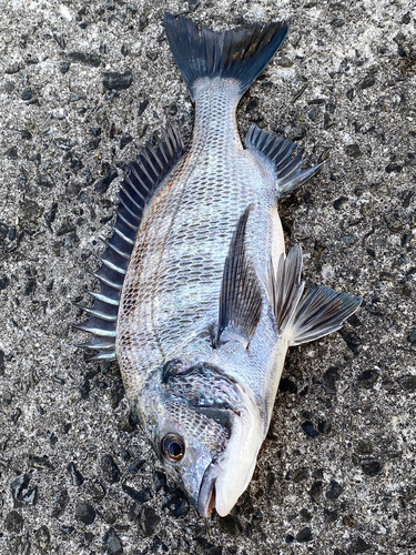 チヌの釣果