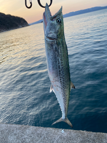 サゴシの釣果