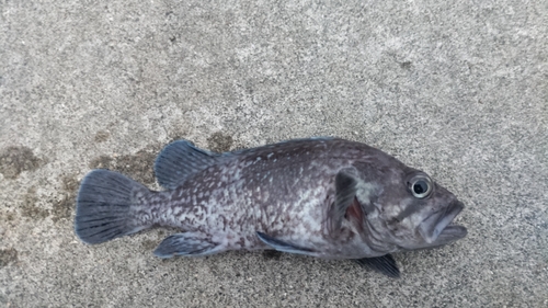 クロソイの釣果