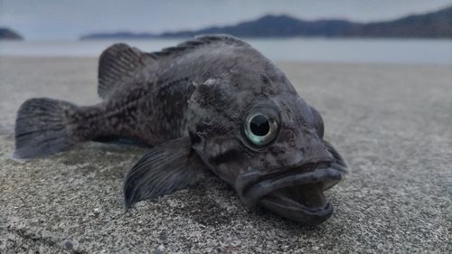 クロソイの釣果