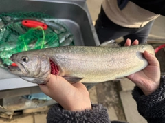 イワナの釣果