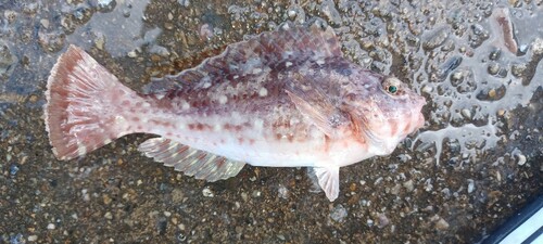 ブダイの釣果