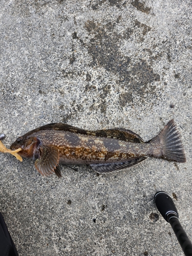 アイナメの釣果