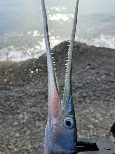 ダツの釣果