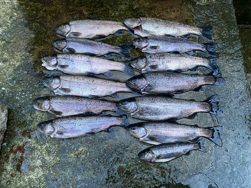 ニジマスの釣果