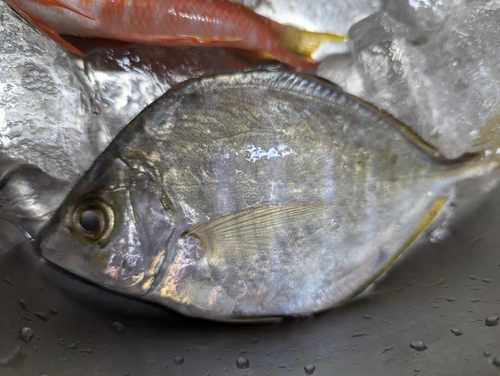 カイワリの釣果