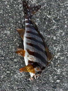 タカノハダイの釣果