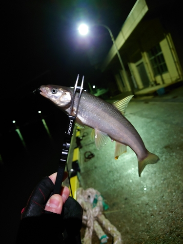 ウグイの釣果