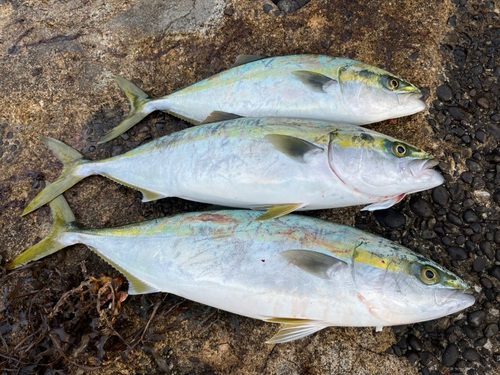 ヤズの釣果