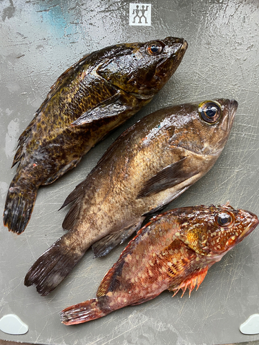 アイナメの釣果