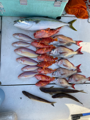 マダイの釣果