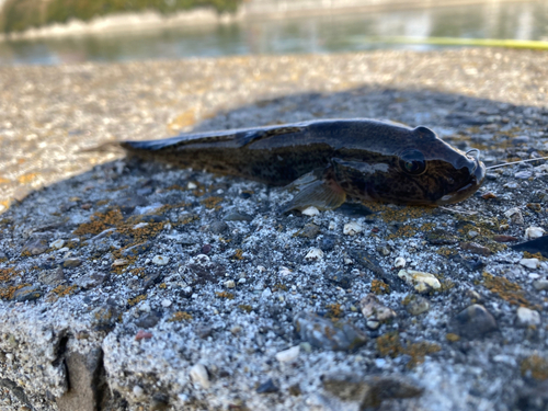 マハゼの釣果