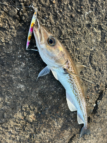 スケトウダラの釣果