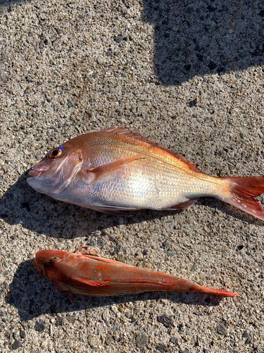 タイの釣果