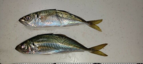 アジの釣果