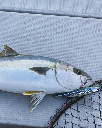 ヒラマサの釣果