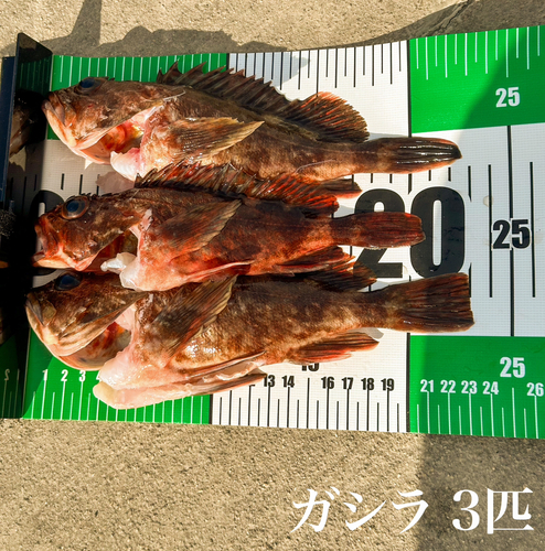 ガシラの釣果