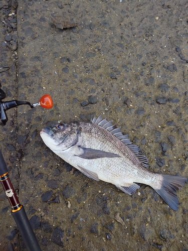 チヌの釣果