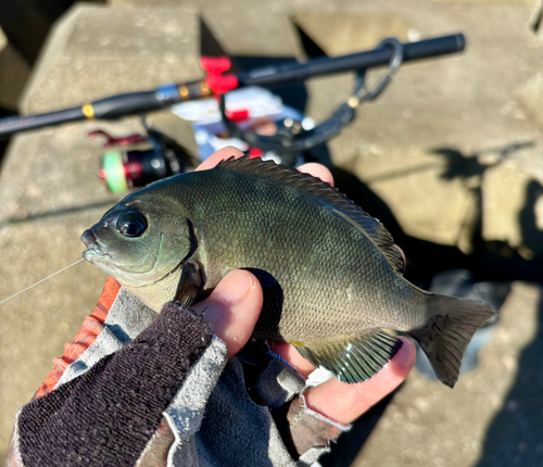 グレの釣果