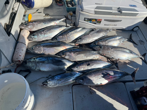 ビンチョウマグロの釣果