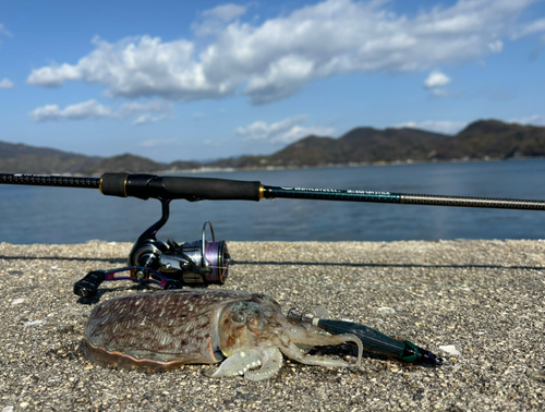 コウイカの釣果