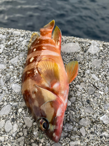 アカハタの釣果