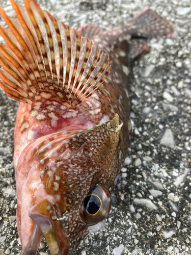 カサゴの釣果