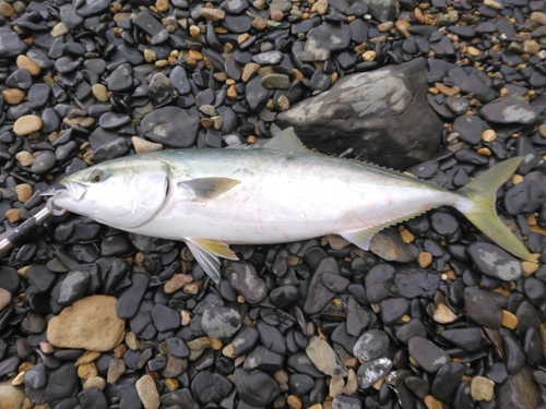 ブリの釣果