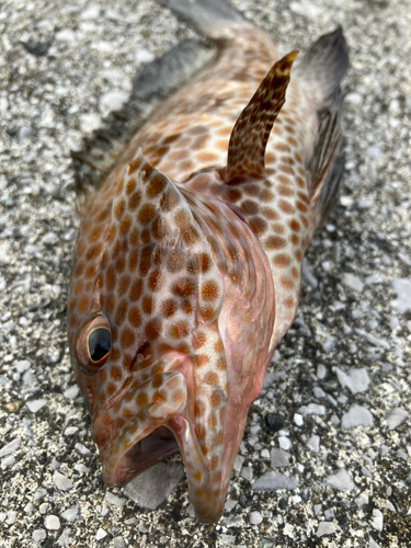 オオモンハタの釣果