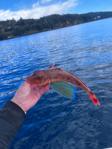 カワハギの釣果