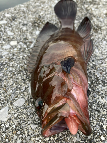 ヤミハタの釣果