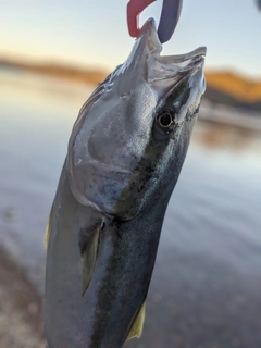 ハマチの釣果