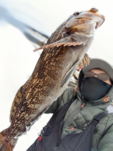 アイナメの釣果