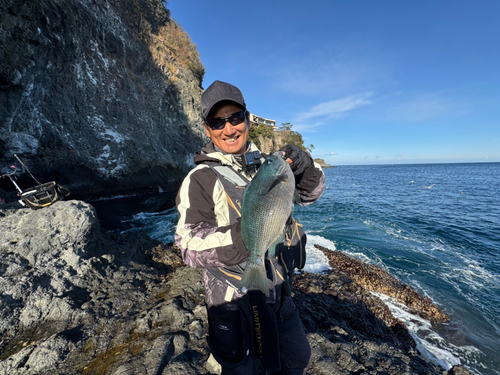 クロメジナの釣果