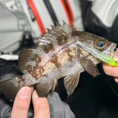 シロメバルの釣果