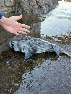 イシガキフグの釣果