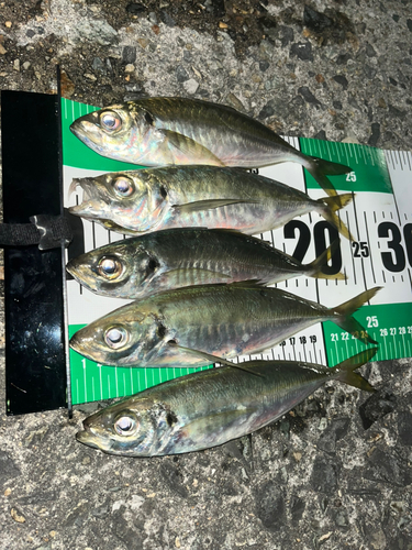 アジの釣果